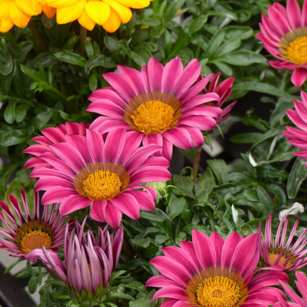 Graines de Gazania Zany F1 Pink