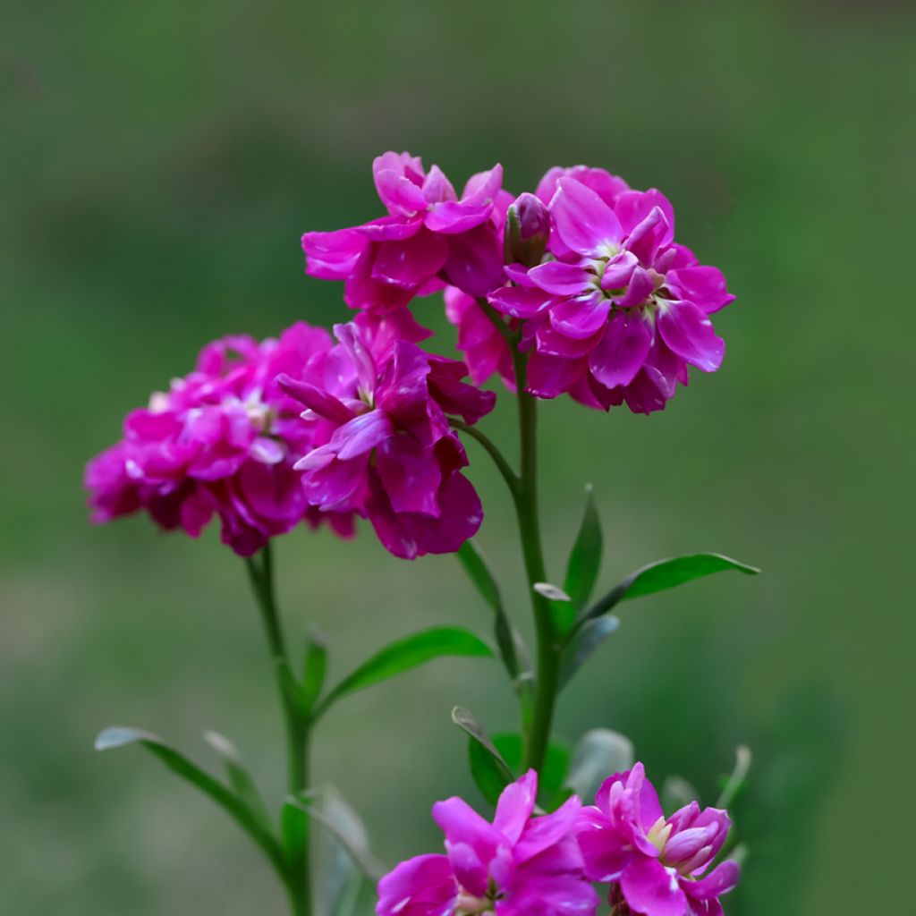 Graines de Giroflée quarantaine Anytime Hot Pink - Matthiola incana