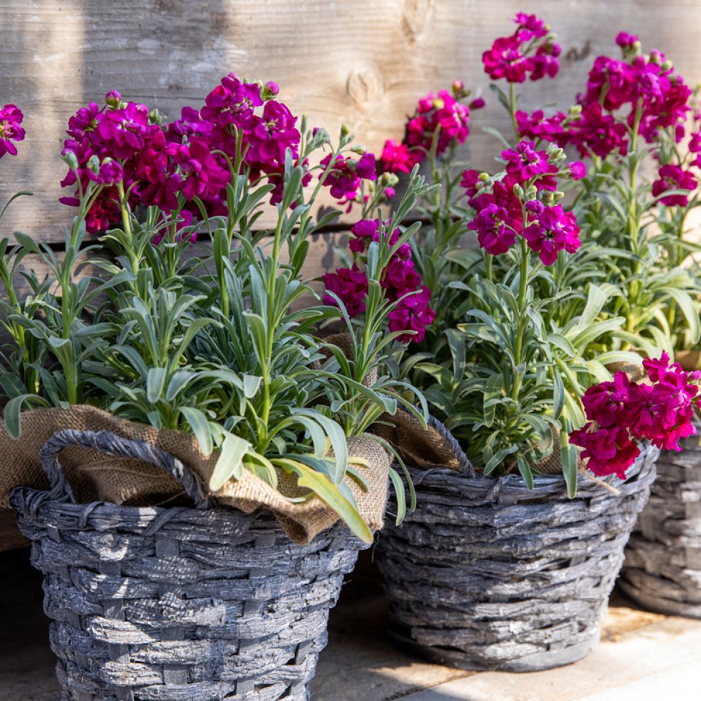 Graines de Giroflée quarantaine Anytime Red - Matthiola incana