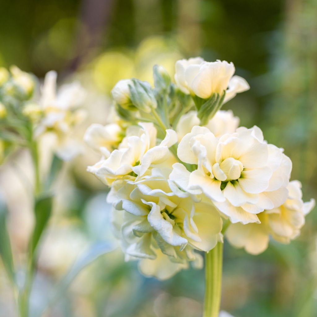 Graines de Giroflée quarantaine Anytime Yellow - Matthiola incana