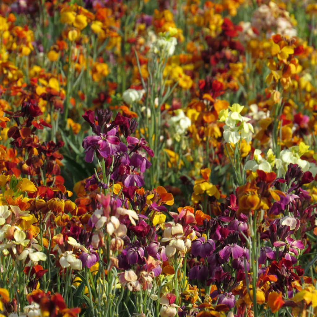 Graines de Giroflée ravenelle Fair Lady Mix - Erysimum ou Cheiranthus cheirii