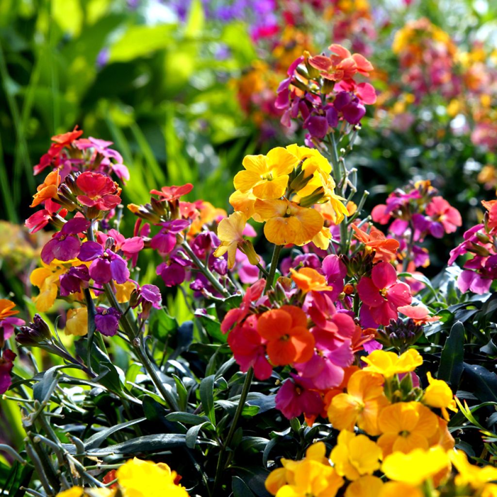 Graines de Giroflée ravenelle Fair Lady Mix - Erysimum ou Cheiranthus cheirii