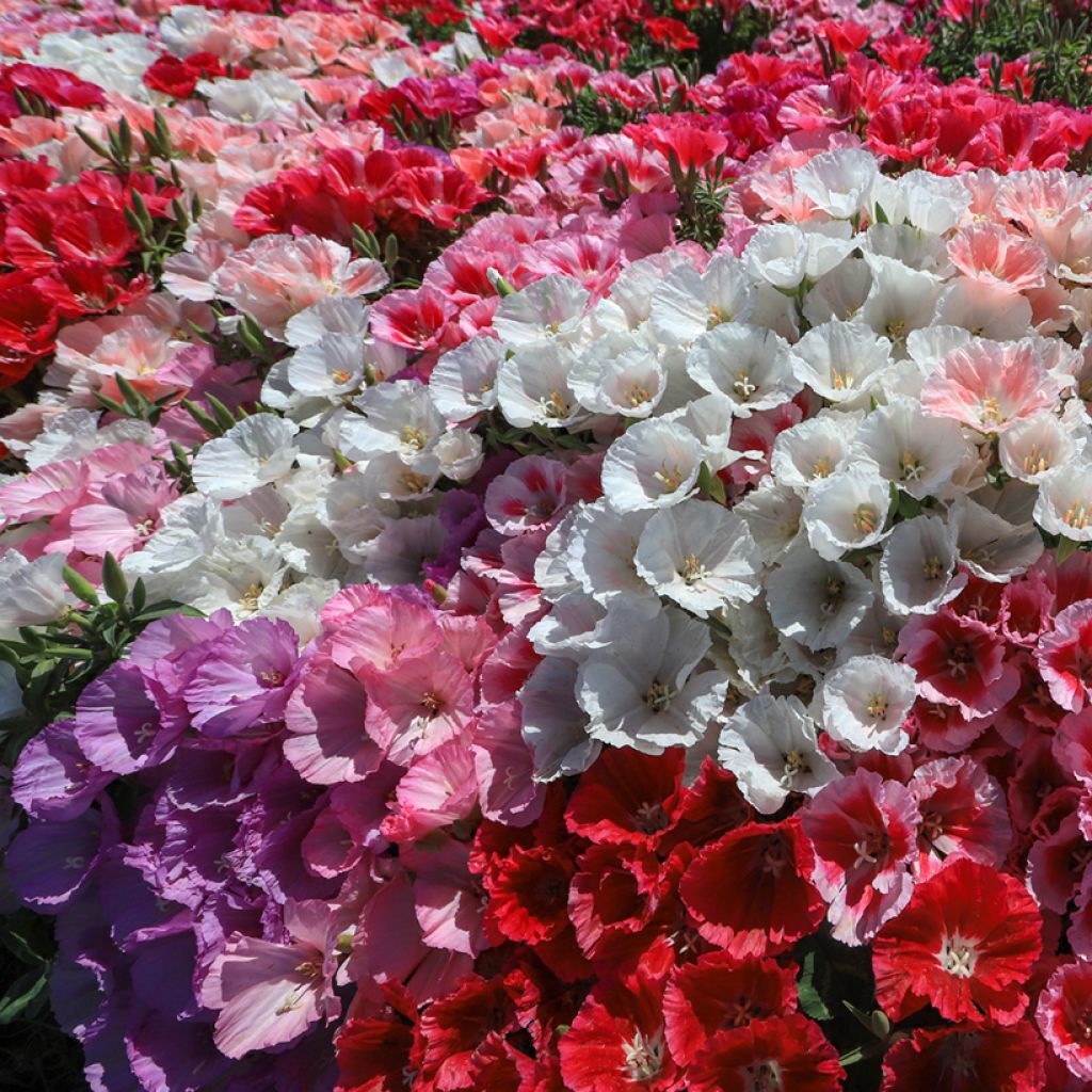 Graines de Godétia T&M Azalea-flowered en mélange - Clarkia