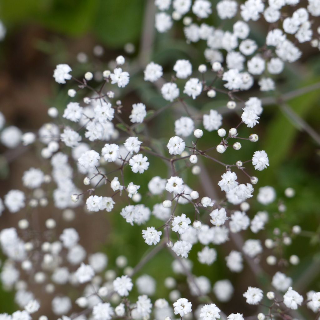 Graines de Gypsophile paniculée Snowflake