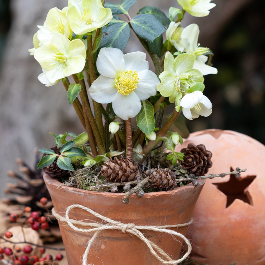 Graines d'Hellébore niger Rose de Noël