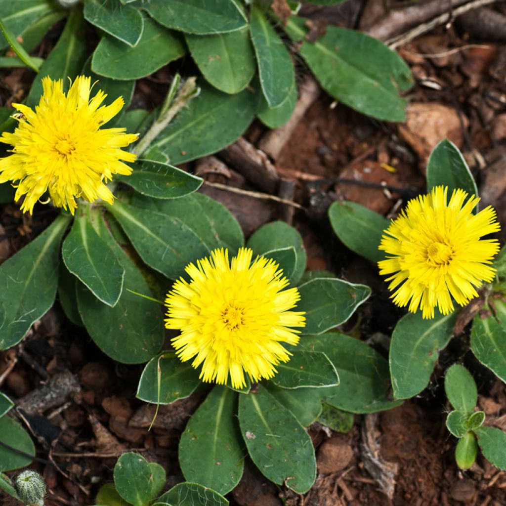 Graines de Hieracium pilosella - Epervière piloselle