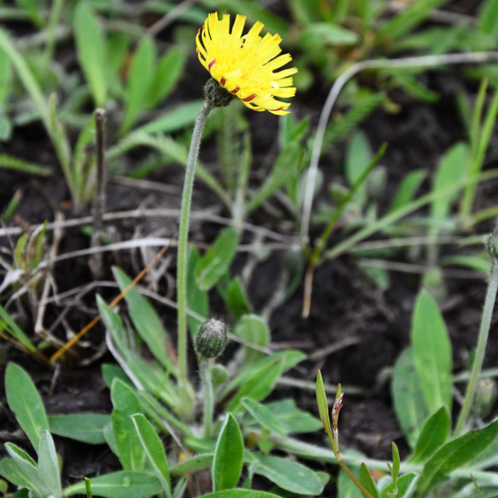 Graines de Hieracium pilosella - Epervière piloselle