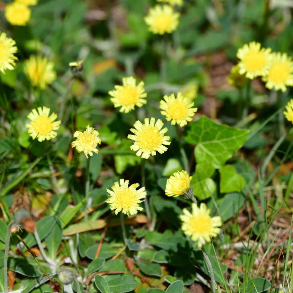 Graines de Hieracium pilosella - Epervière piloselle