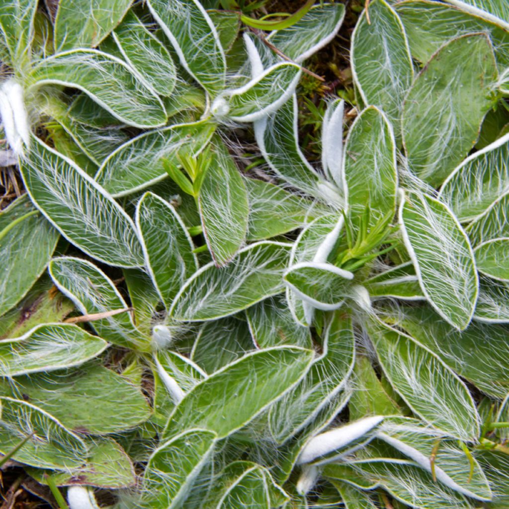 Graines de Hieracium pilosella - Epervière piloselle