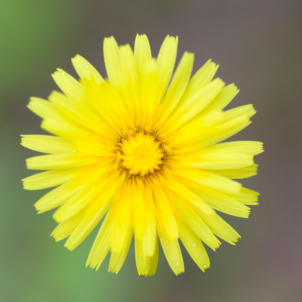 Graines de Hieracium pilosella - Epervière piloselle