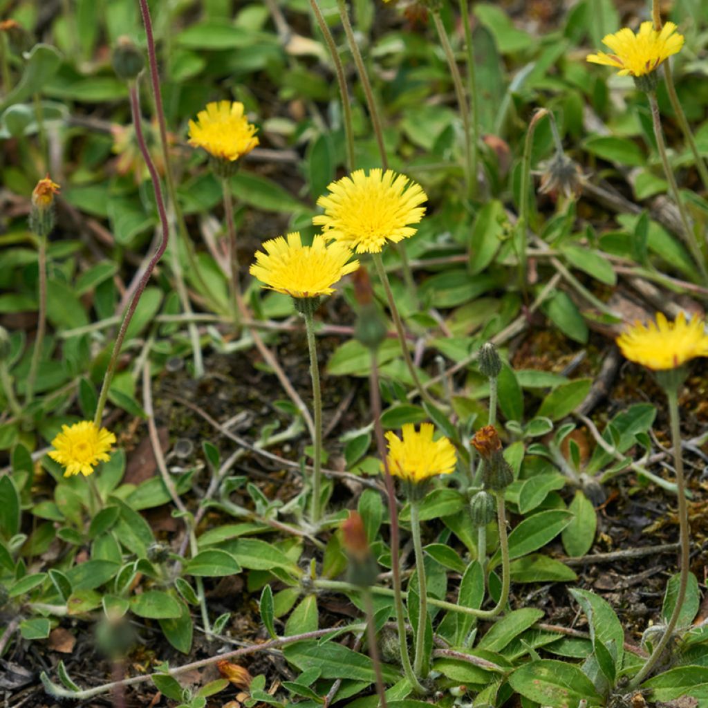 Graines de Hieracium pilosella - Epervière piloselle