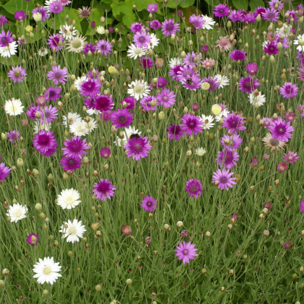 Graines d'Immortelle annuelle - Xeranthemum annuum Mix