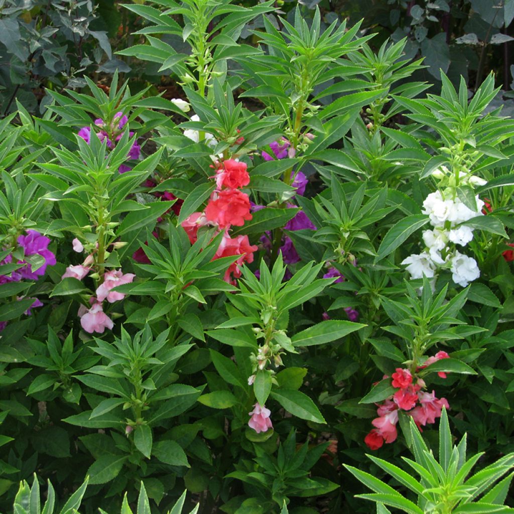 Graines de Balsamine à fleurs de camélia Mix  - Impatiens balsamina