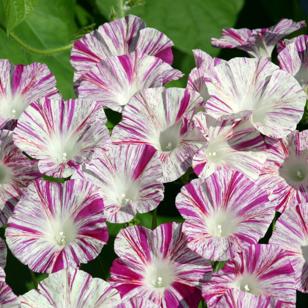 Graines d'Ipomée Venice Pink - Ipomoea purpurea