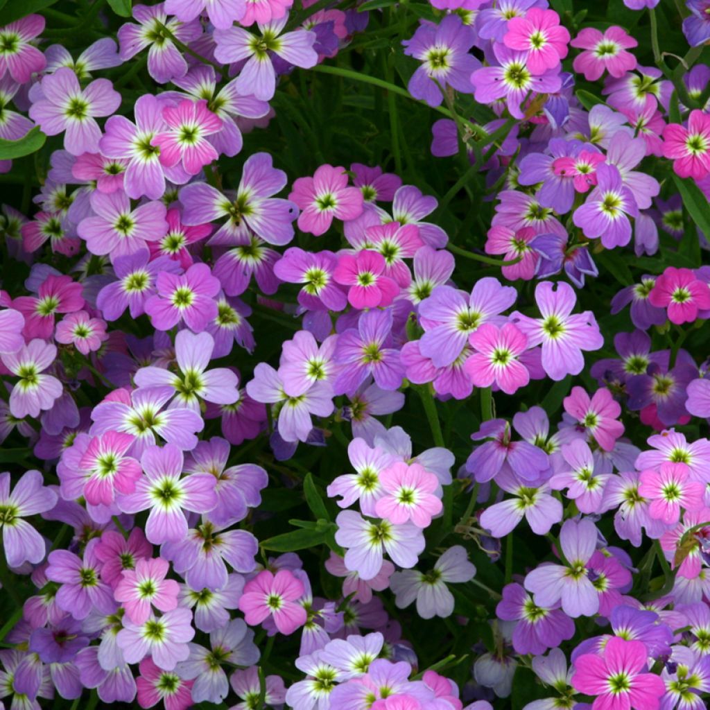 Graines de Julienne de Mahon Spring Sparkle - Malcolmia maritima