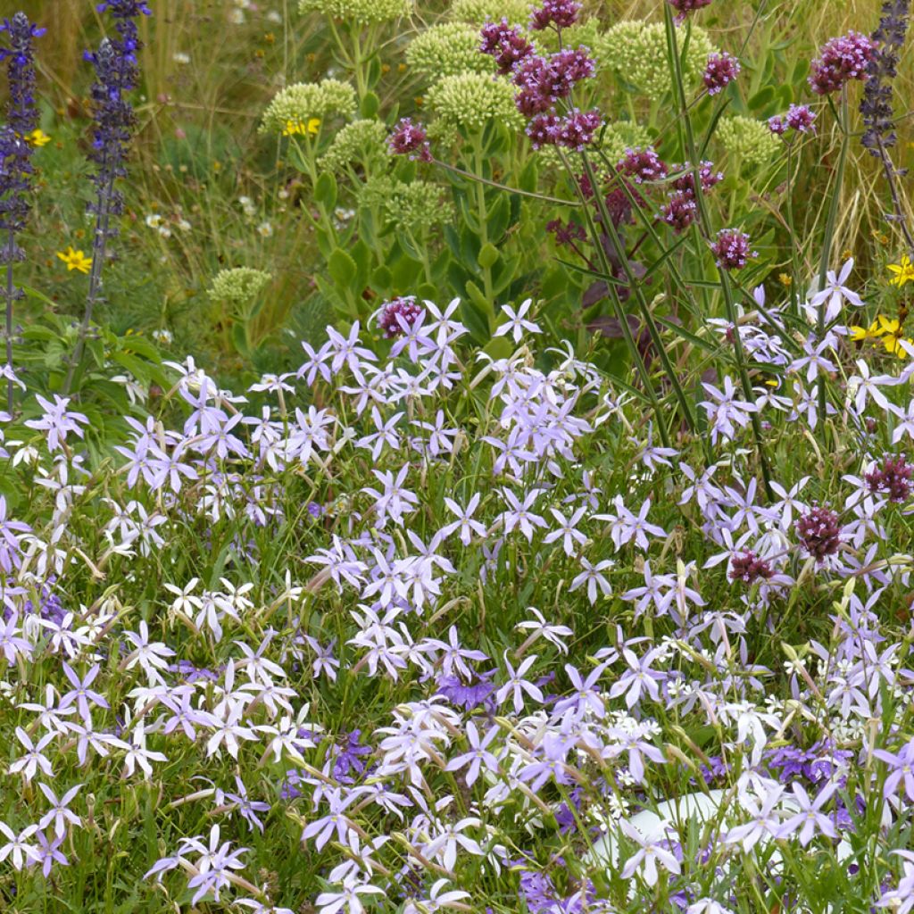 Graines de Laurentia Blue Stars (enrobées)