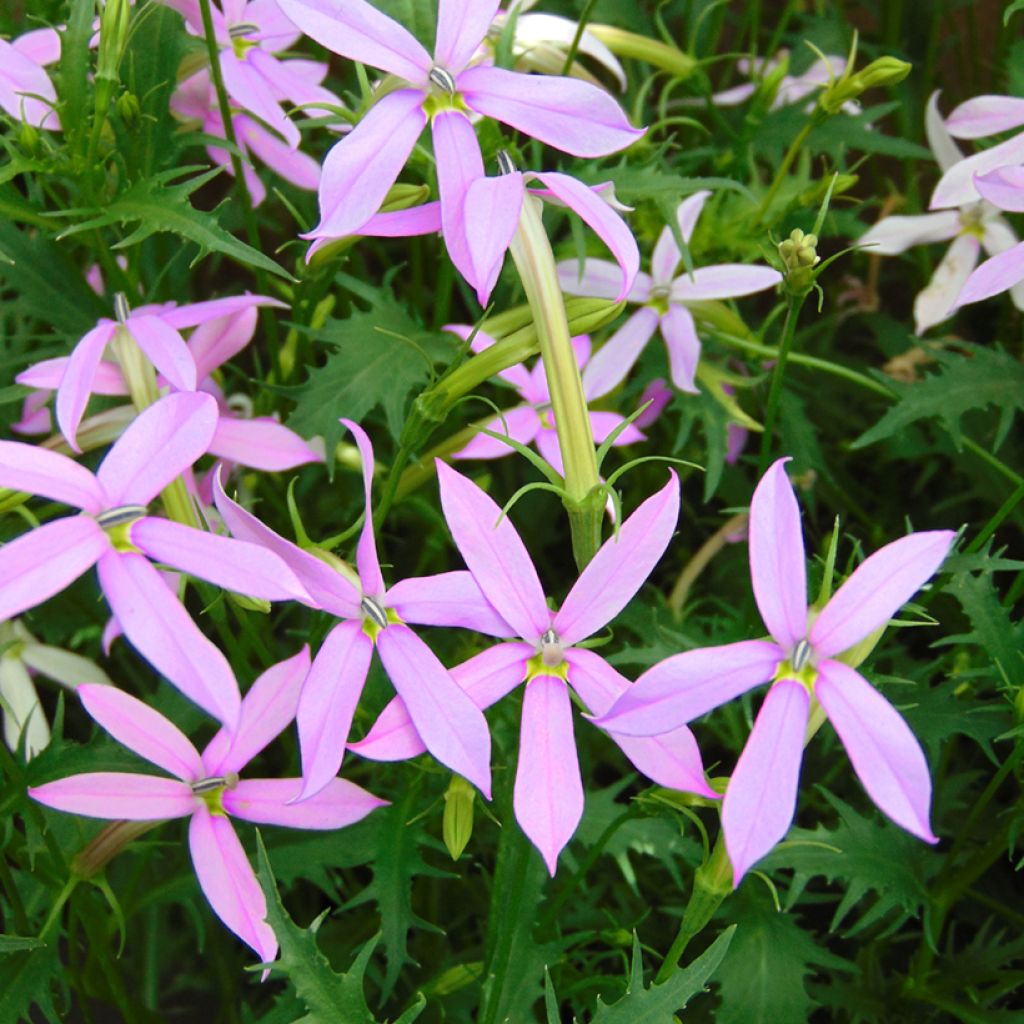 Graines de Laurentia Blue Stars (enrobées)