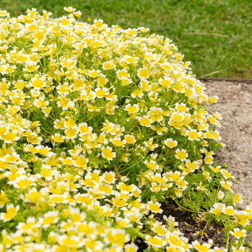 Graines de Limnanthes douglasii - Oeufs sur plat