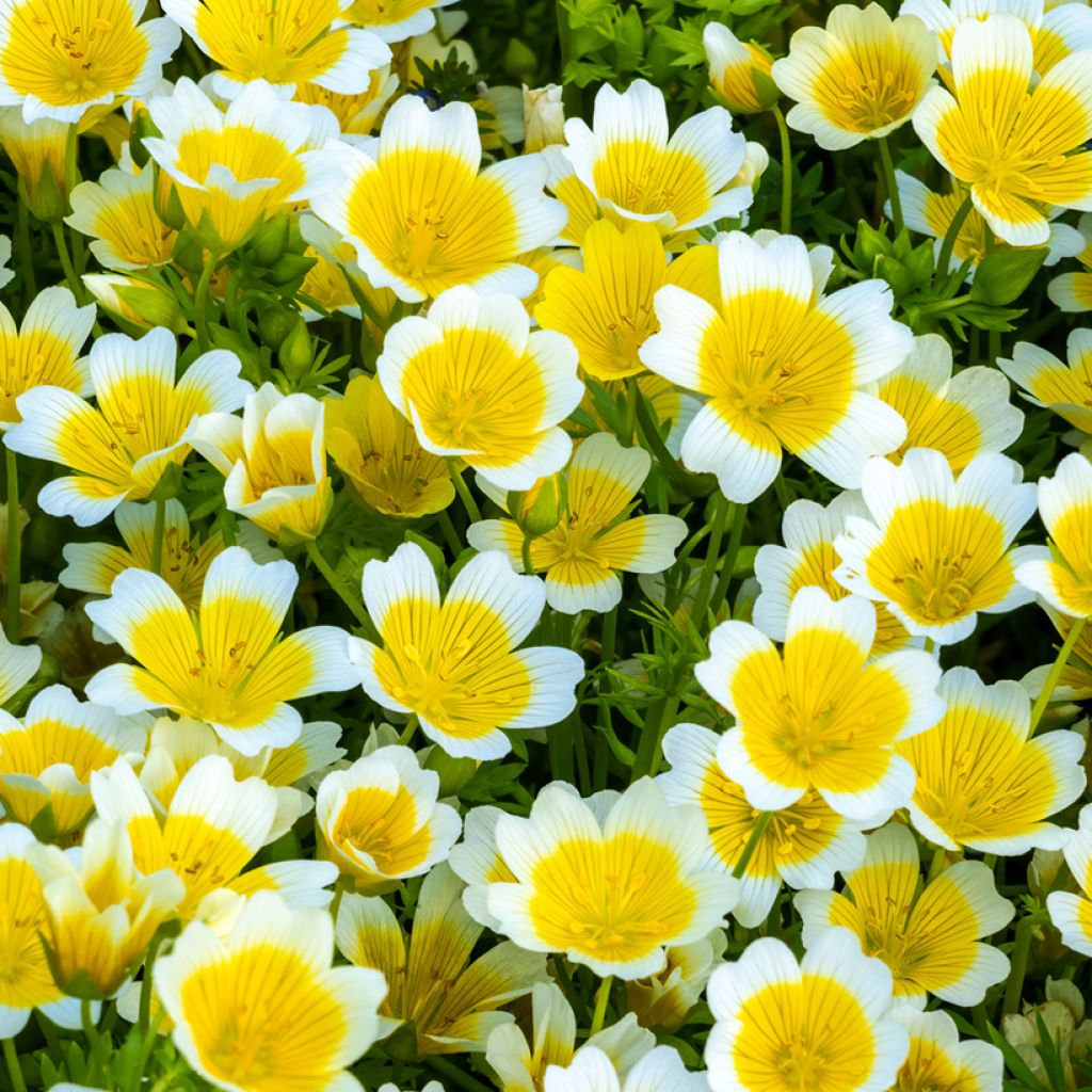 Graines de Limnanthes douglasii - Oeufs sur plat