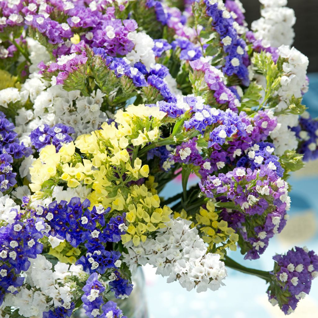 Graines de Limonium sinuatum Forever Mixed - Statice à feuilles sinueuses en mélange