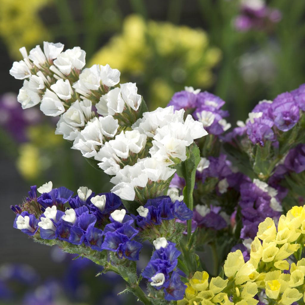 Graines de Limonium sinuatum Forever Mixed - Statice à feuilles sinueuses en mélange