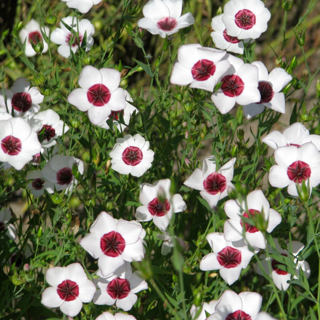 Graines de Lin annuel à grandes fleurs Bright Eyes - Linum grandiflorum