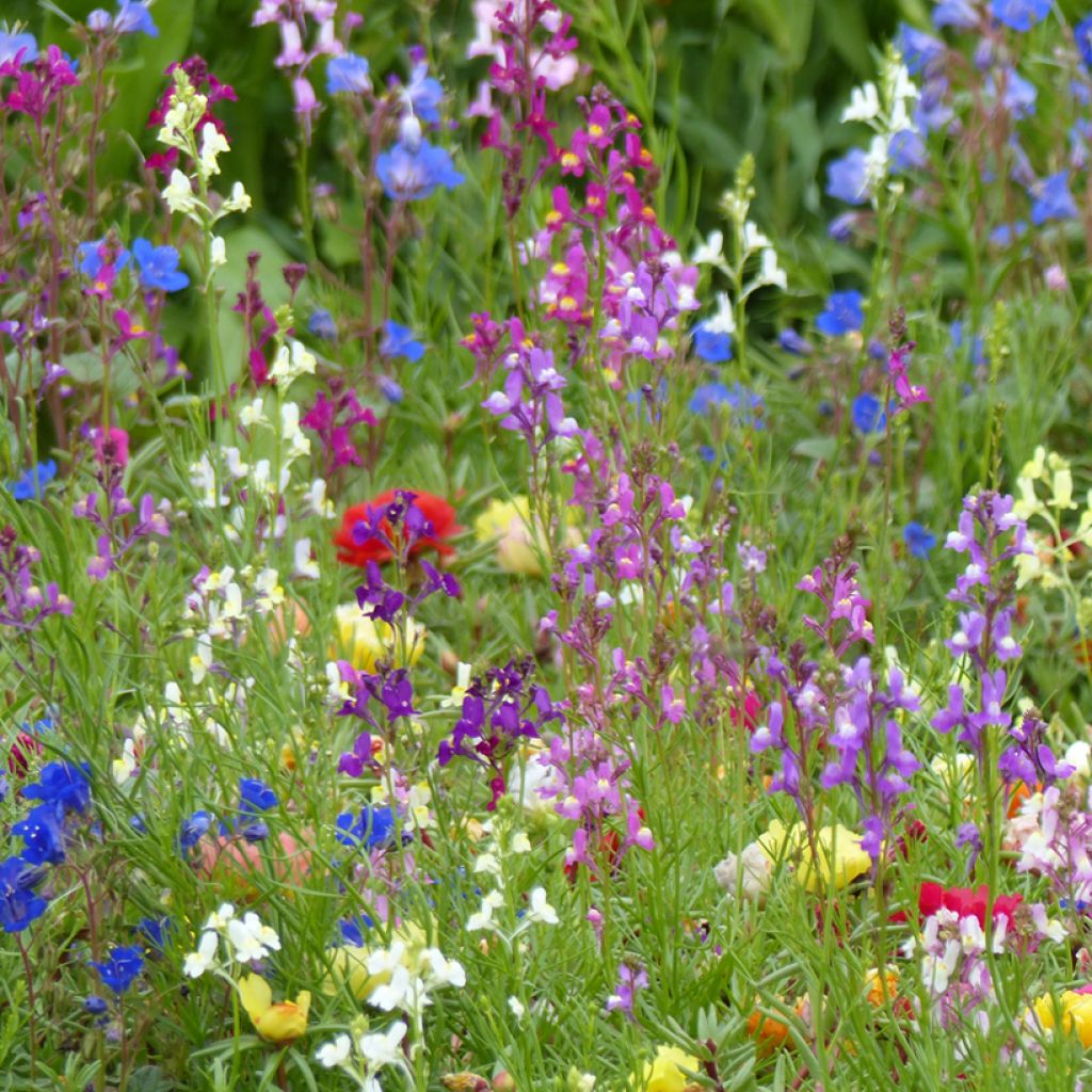 Graines de Linaire du Maroc Fairy Bouquet mix - Linaria maroccana