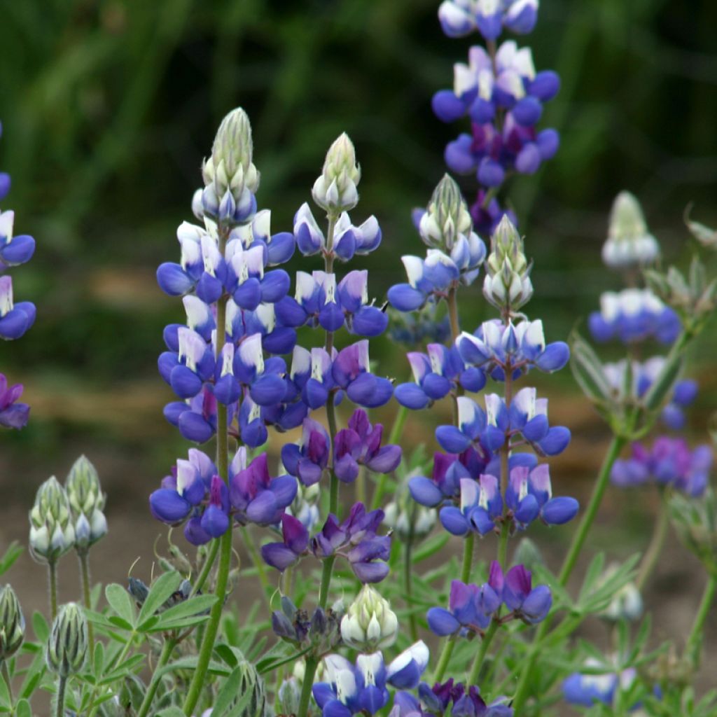 Graines de Lupin annuel nain - Lupinus nanus