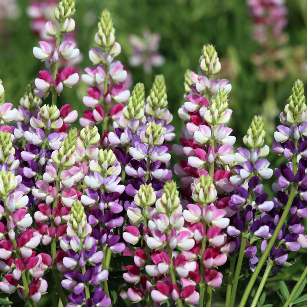 Graines de Lupin annuel Avalune Bicolours Mix - Lupinus hartwegii