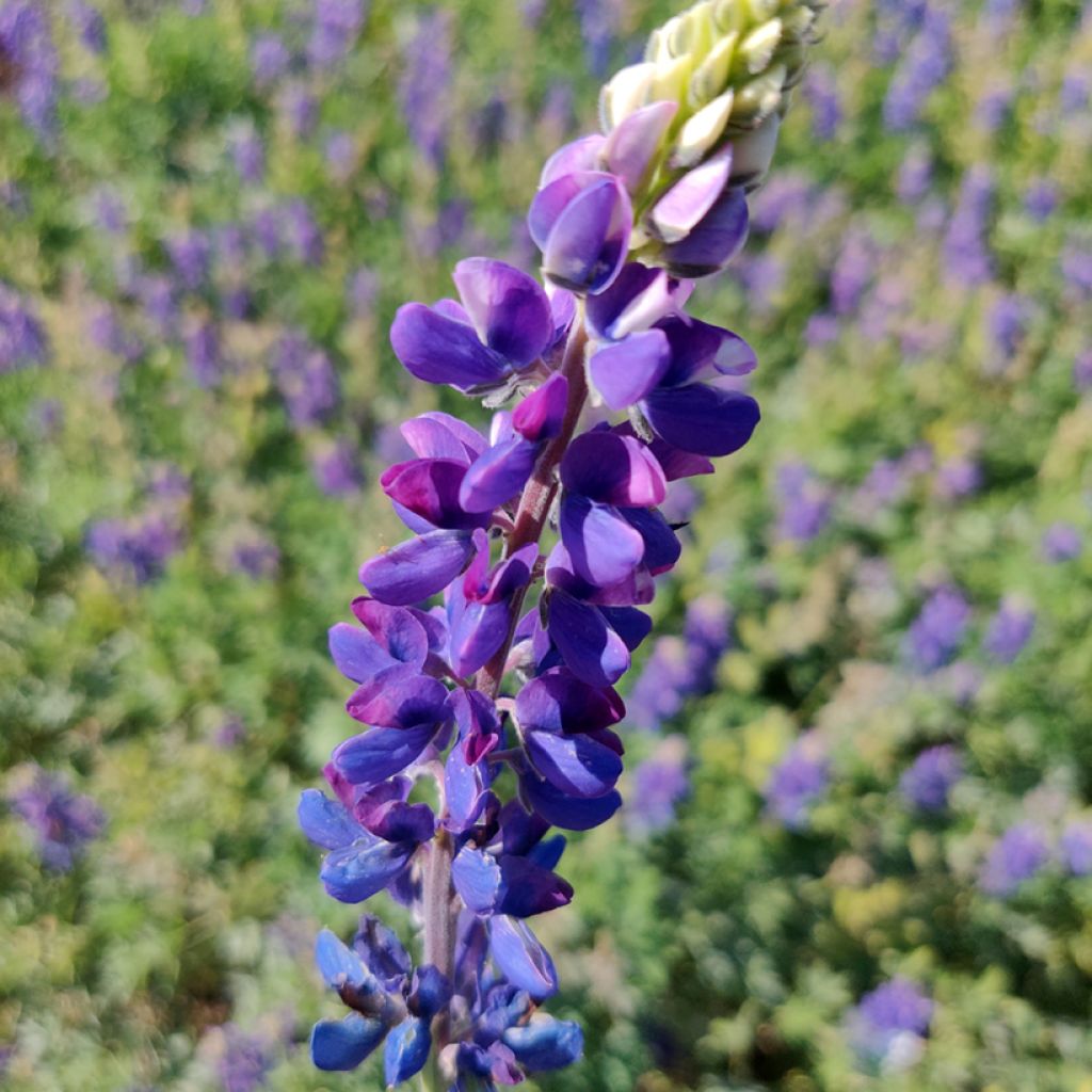 Graines de Lupin annuel Avalune Blue - Lupinus hartwegii