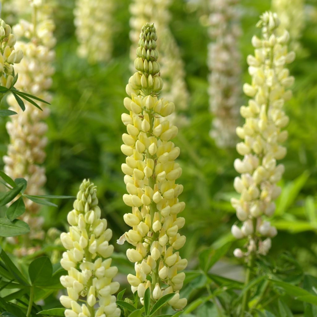 Graines de Lupin vivace de Russel Chandelier jaune