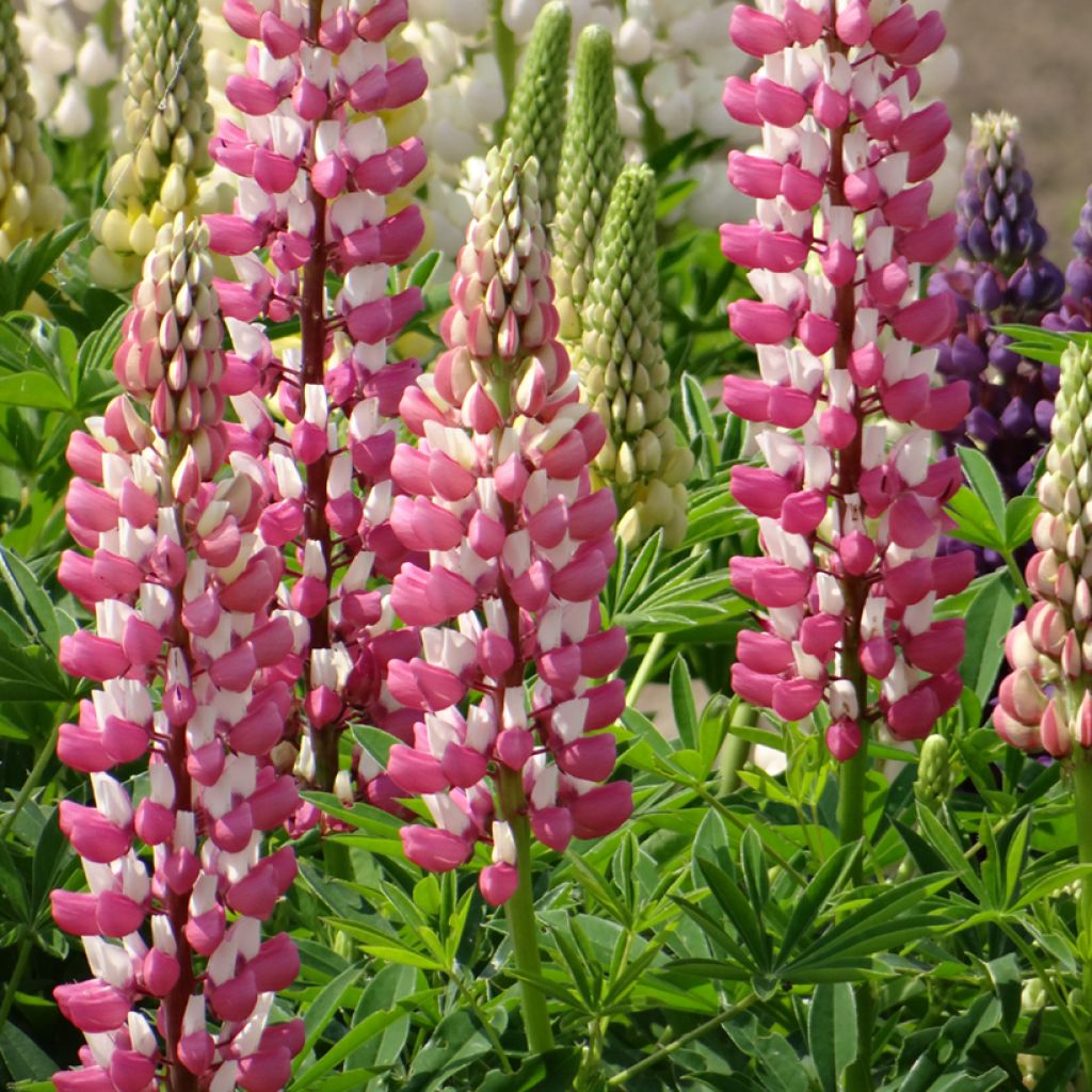 Graines de Lupin vivace de Russel La Châtelaine