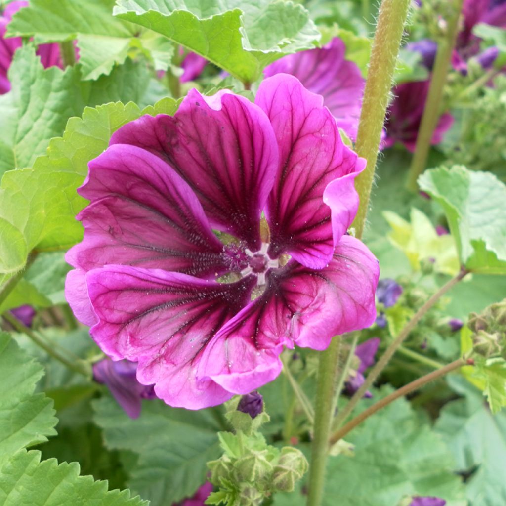 Graines de Malva sylvestris var Mauritiana Bio - Mauve de Mauritanie