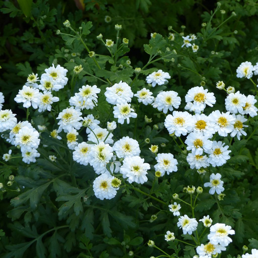 Graines de Matricaire double Tetra White Wonder - Tanacetum parthenium