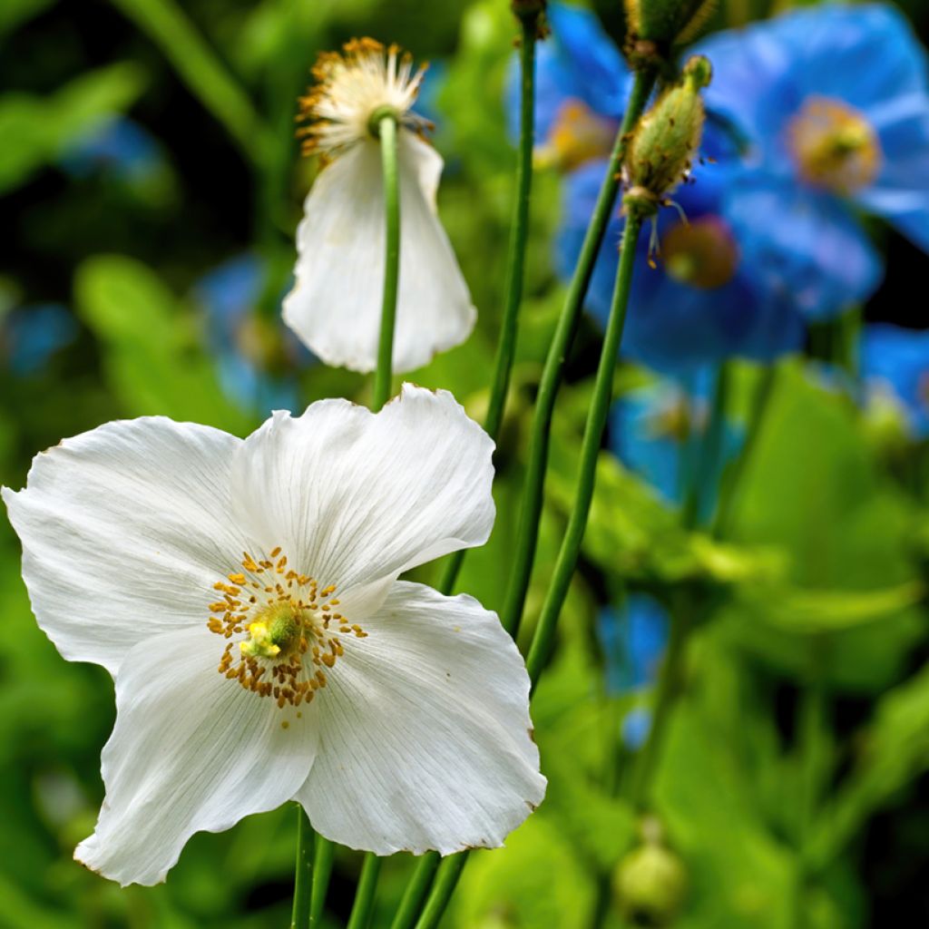 Graines de Meconopsis baileyi Alba - Pavot de l'Himalaya blanc