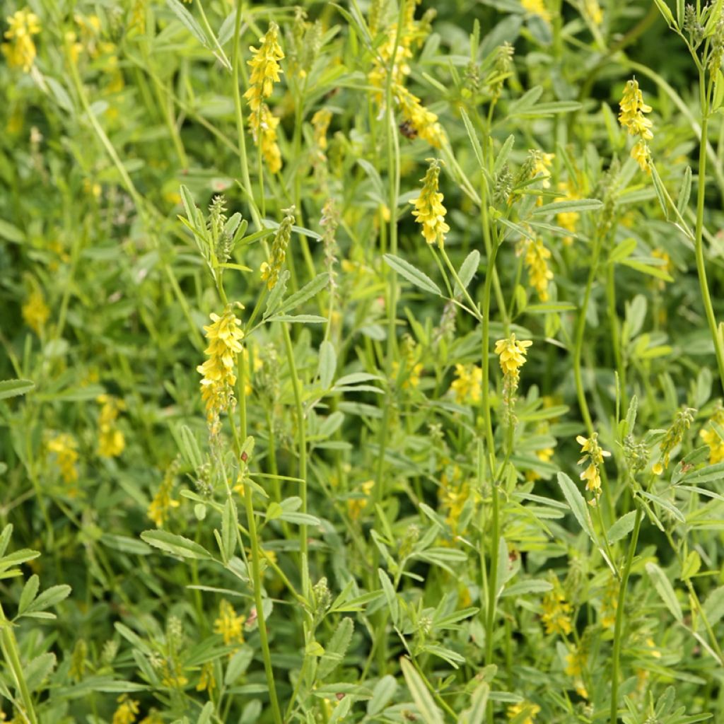 Graines de Mélilot jaune - Melilotus officinalis