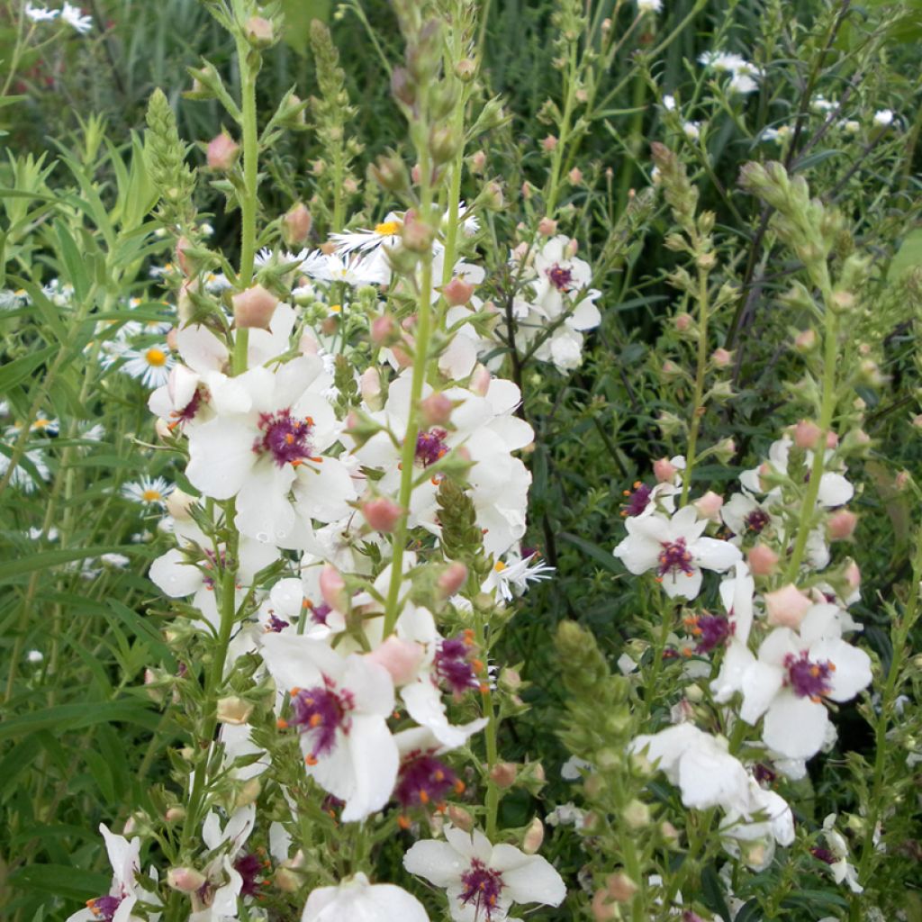 Graines de Molène blattaire - Verbascum blattaria f. albiflora