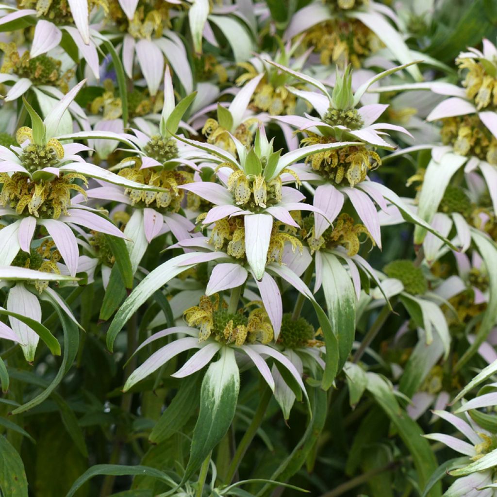 Graines de Monarde ponctuée - Monarda punctata