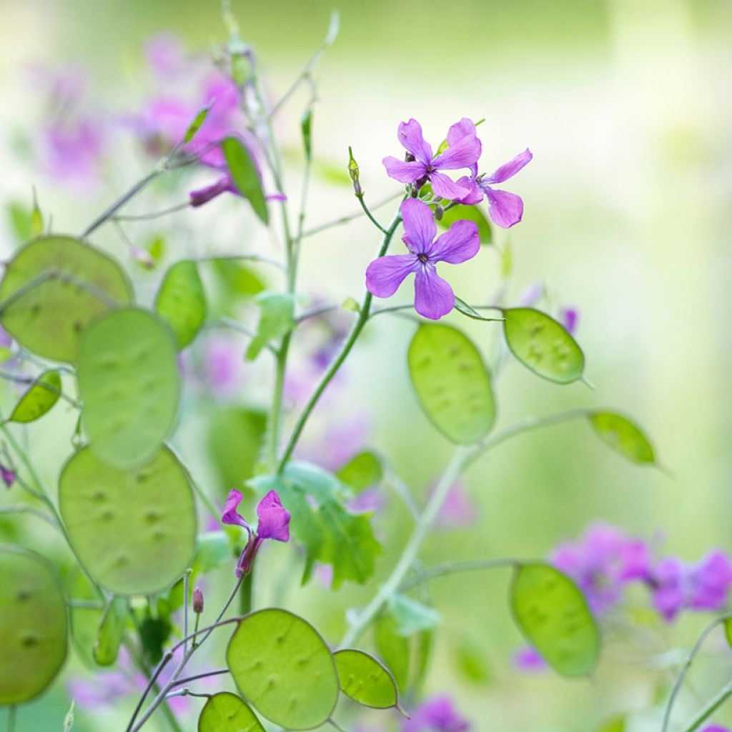 Graines de Monnaie du pape - Lunaria annua