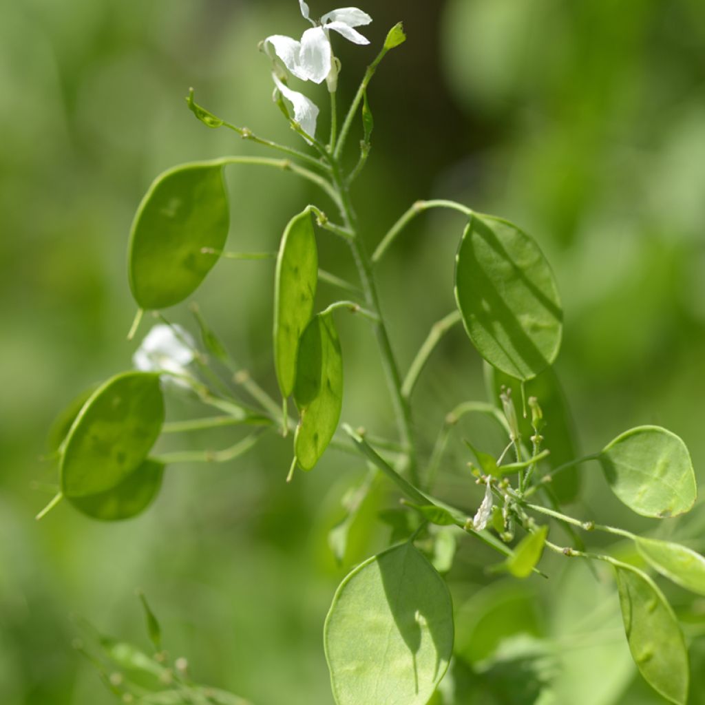 Graines de Monnaie du pape - Lunaria annua