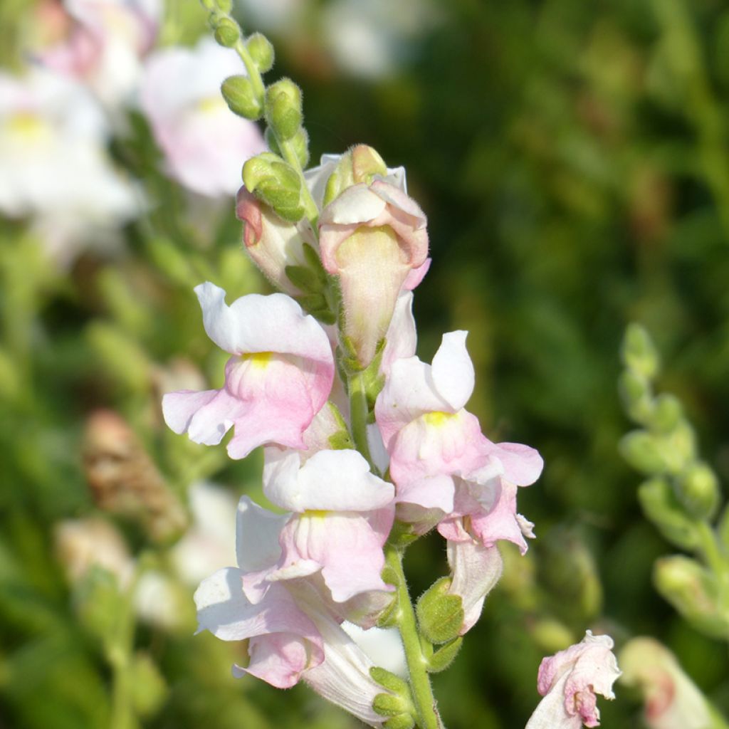 Graines de Muflier Appleblossom - Antirrhinum majus