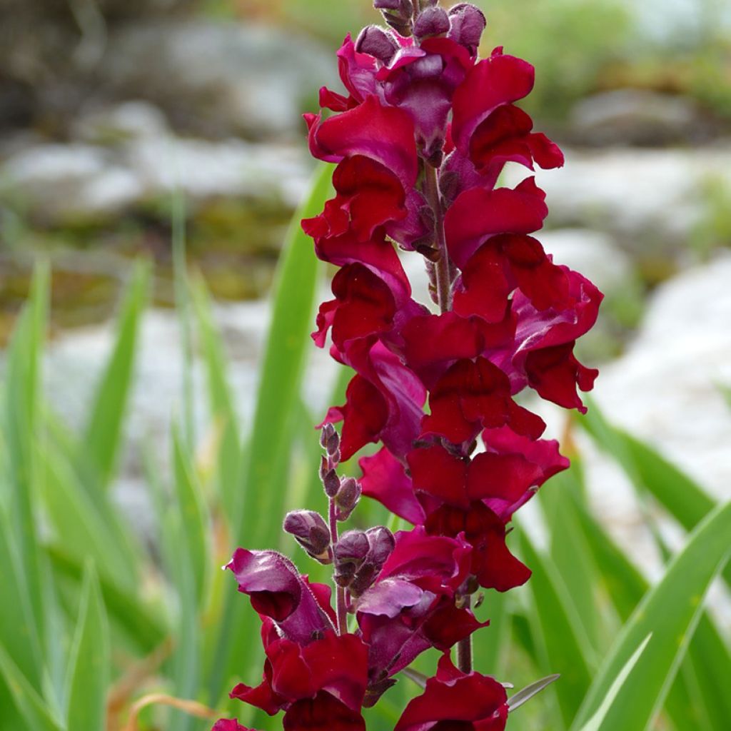 Graines de Muflier Black Prince - Antirrhinum majus