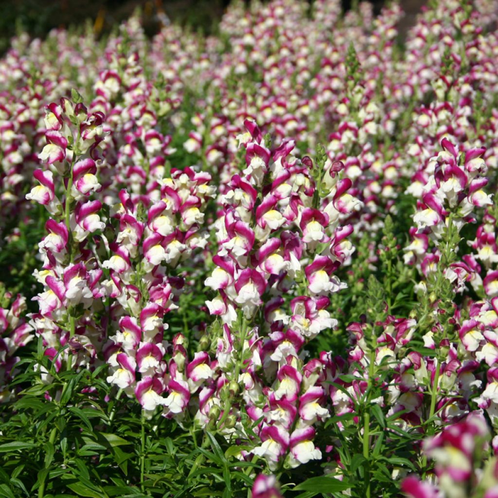 Graines de Muflier Cherry Twist - Antirrhinum majus