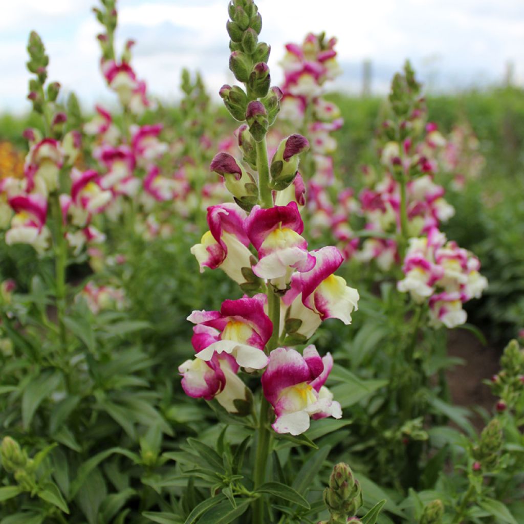 Graines de Muflier Cherry Twist - Antirrhinum majus