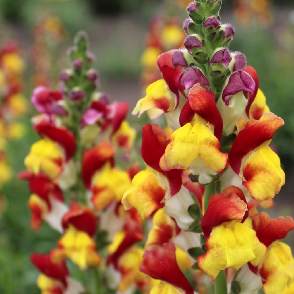 Graines de Muflier Mango Twist - Antirrhinum majus