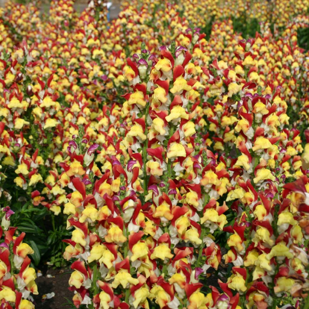 Graines de Muflier Mango Twist - Antirrhinum majus