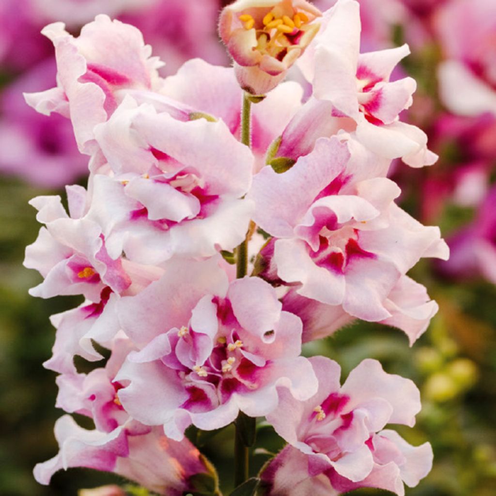 Graines de Muflier nain Twinny Orchid F1 - Antirrhinum nanum