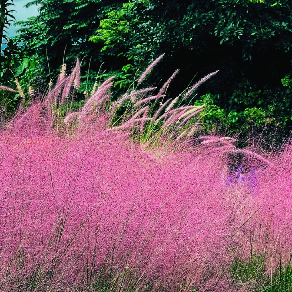 Graines de Muhlenbergia capillaris Ruby