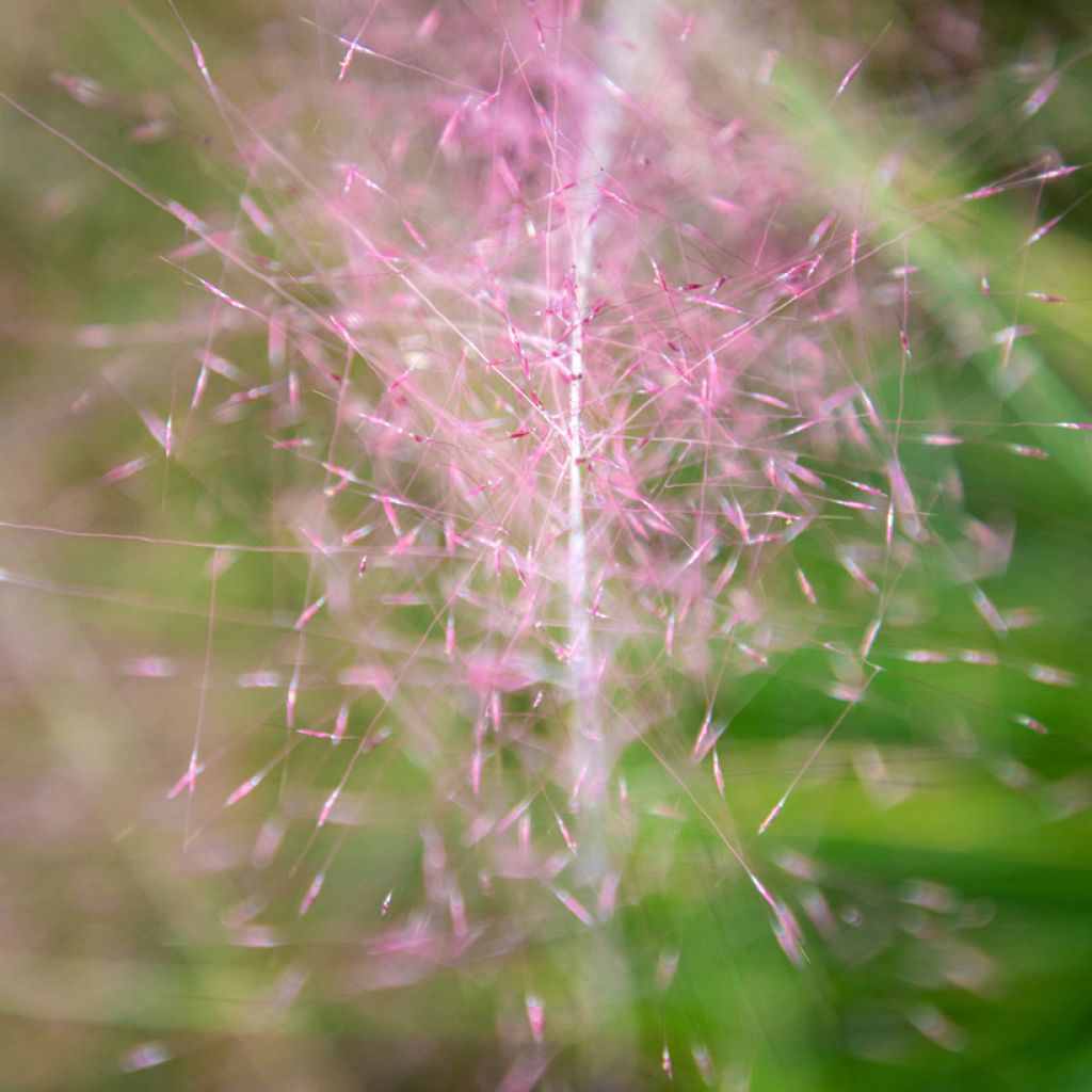 Graines de Muhlenbergia capillaris Ruby