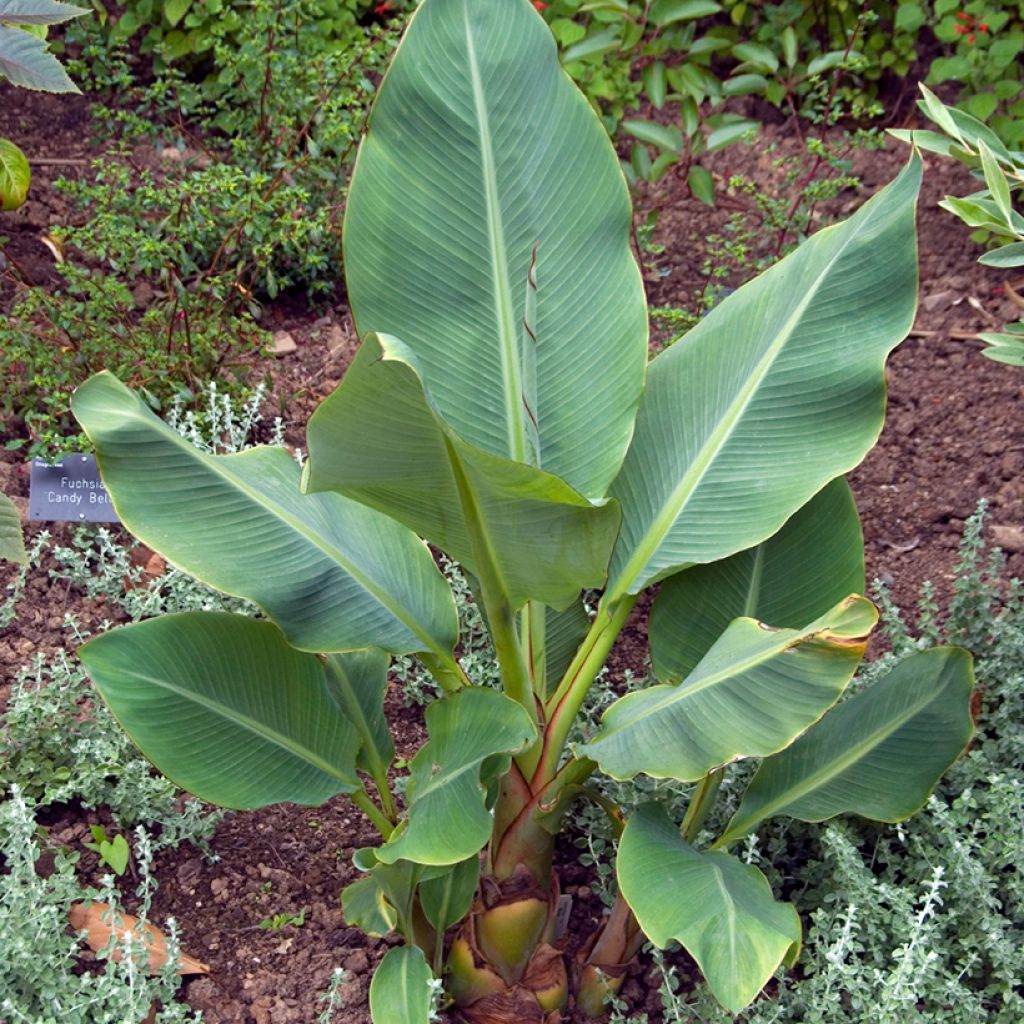 Graines de Musa lasiocarpa - Bananier Nain Chinois